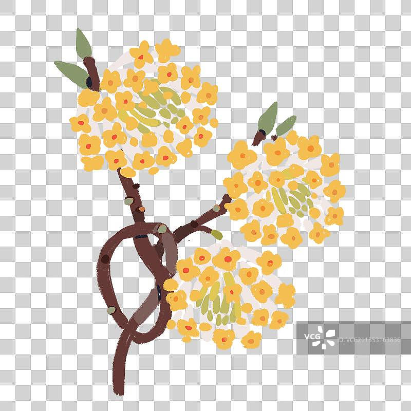 结香花图片素材