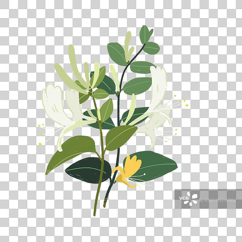 一丛金银花图片素材