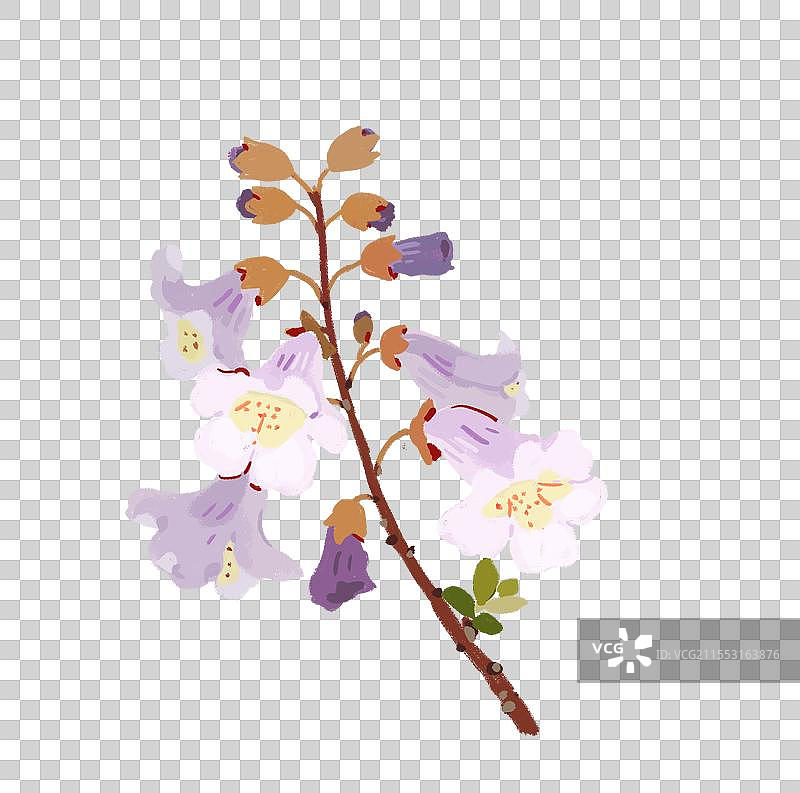 泡桐树泡桐花图片素材