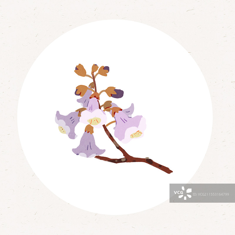 泡桐树泡桐花图片素材