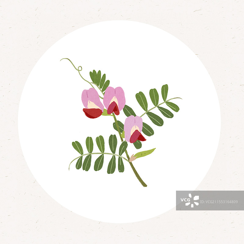 草本野豌豆花装饰画图片素材