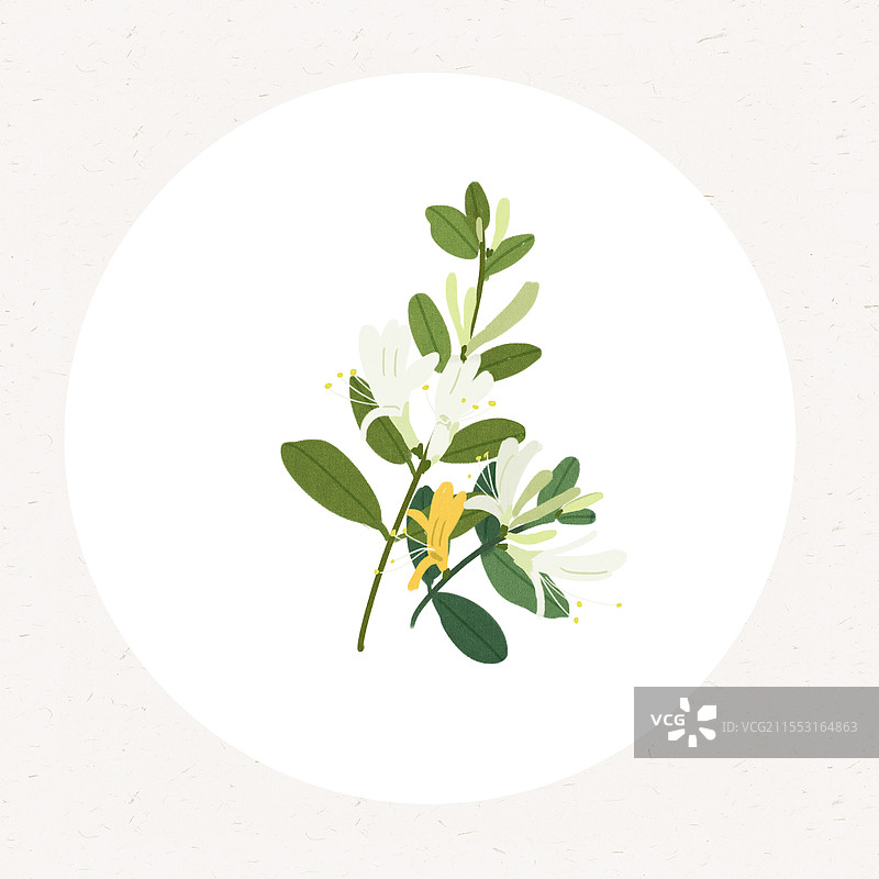 一丛金银花图片素材