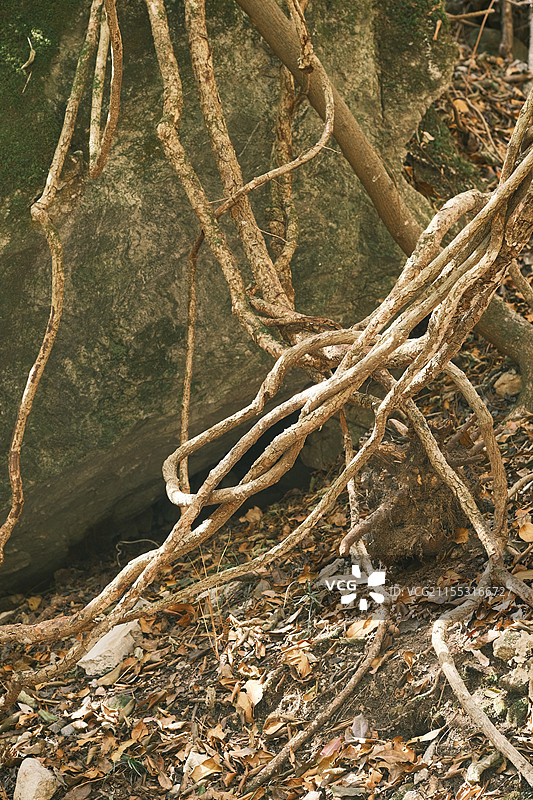 盘根错节图片素材
