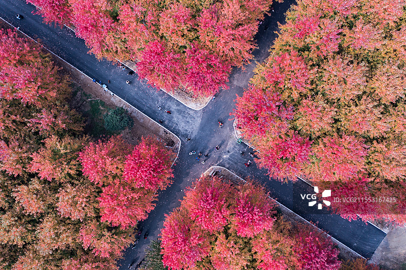 俯拍视角下，道路交叉穿过色彩斑斓的树林，秋意盎然。图片素材