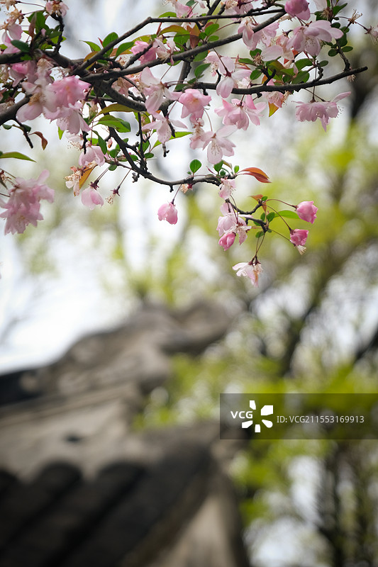 园林之春图片素材