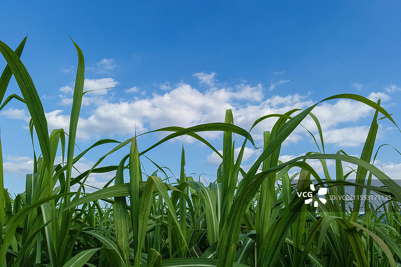 农作物：绿色甘蔗叶与蓝天图片素材