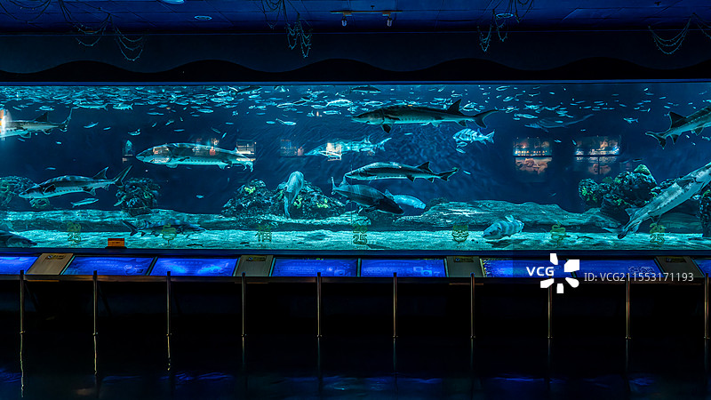 北京动物园中华鲟图片素材