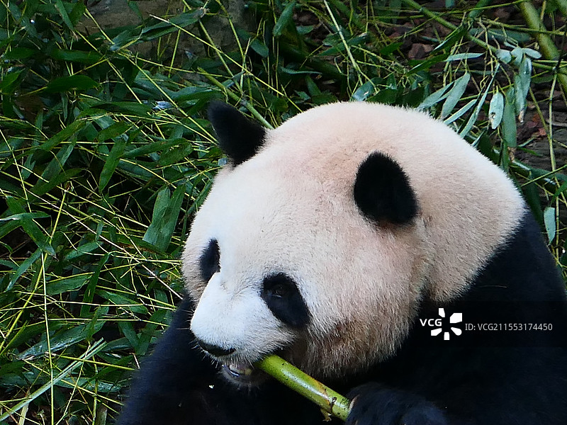 成都大熊猫吃竹子图片素材