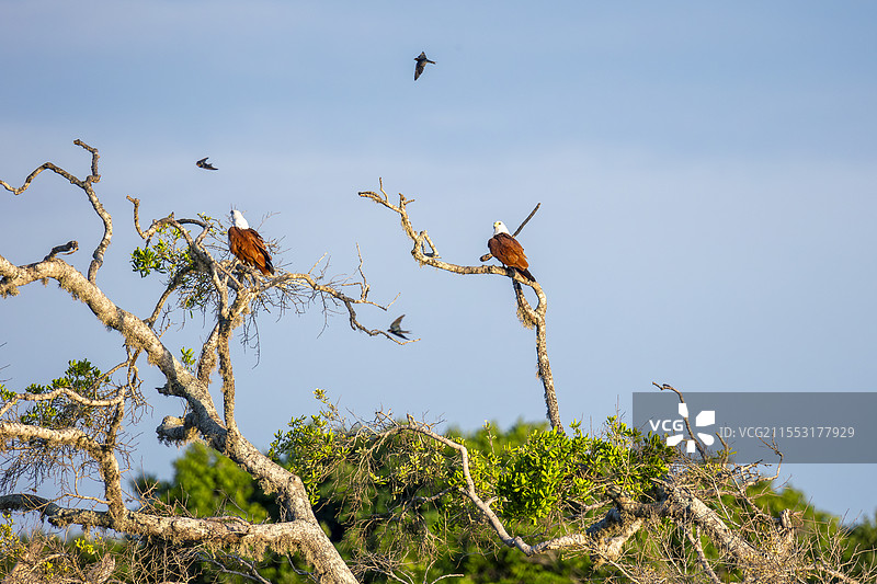 斯里兰卡雅拉国家公园栗鸢生态照图片素材