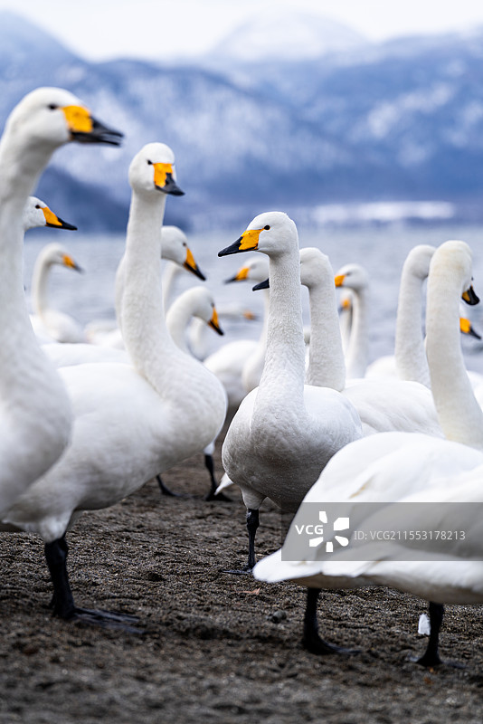 亚洲日本旅游胜地北海道蓝天白云下湖岸边的野生动物天鹅图片素材