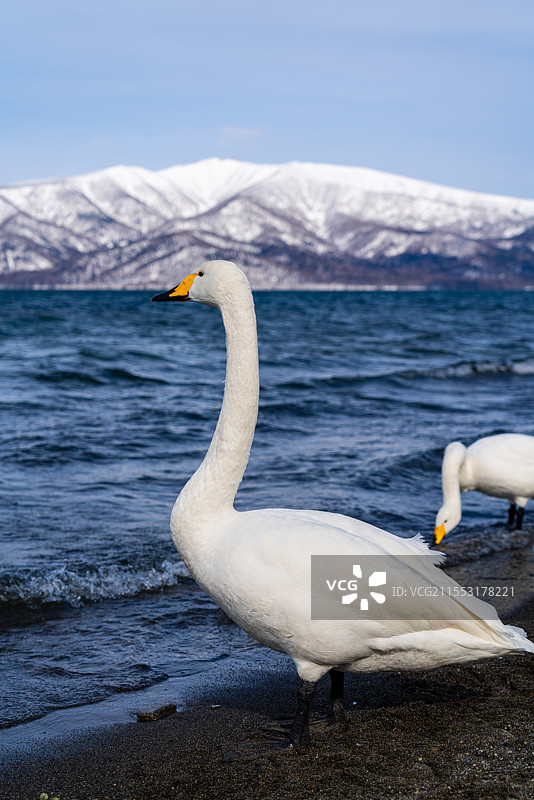 亚洲日本旅游胜地北海道蓝天白云下湖岸边的野生动物天鹅图片素材