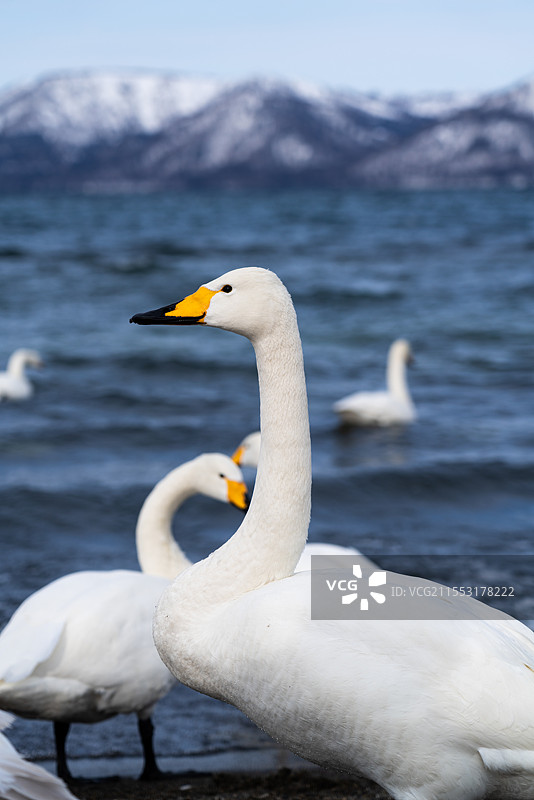 亚洲日本旅游胜地北海道蓝天白云下湖岸边的野生动物天鹅图片素材