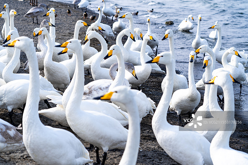 亚洲日本旅游胜地北海道蓝天白云下湖岸边的野生动物天鹅图片素材