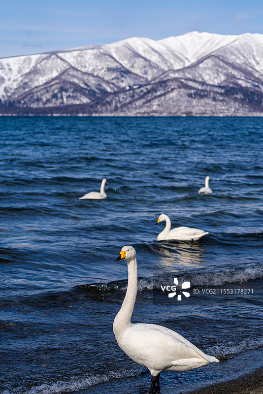 亚洲日本旅游胜地北海道蓝天白云下湖岸边的野生动物天鹅图片素材
