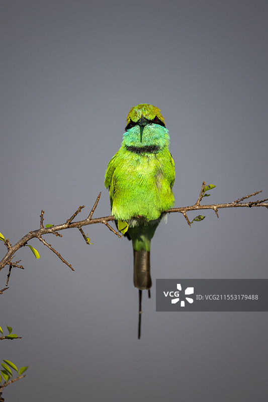 绿喉蜂虎特写整理羽毛图片素材