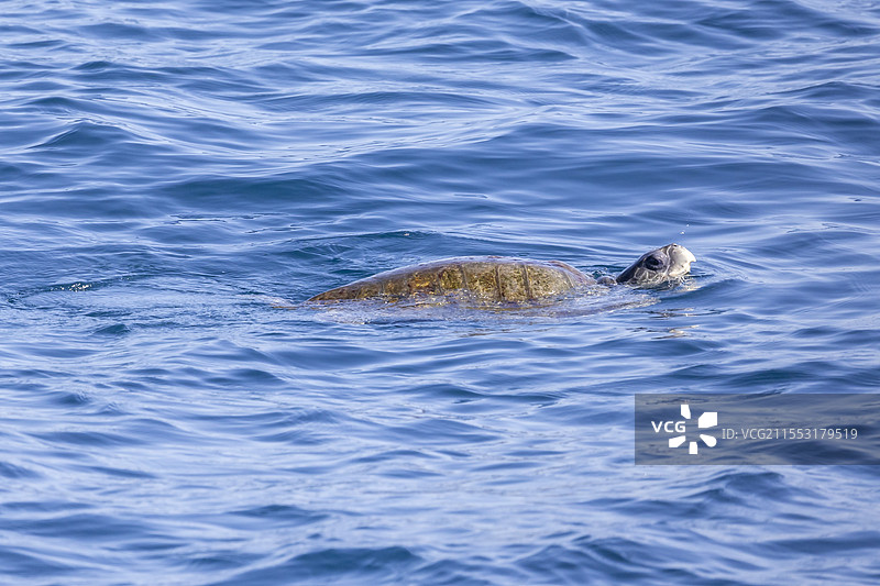 美瑞莎太平洋丽龟图片素材