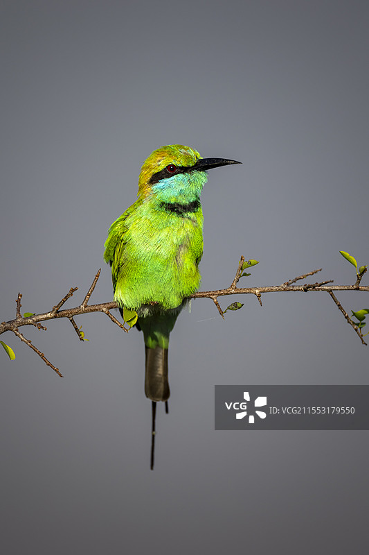 绿喉蜂虎特写整理羽毛图片素材
