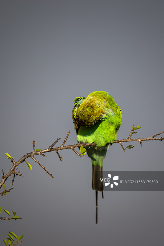 绿喉蜂虎特写整理羽毛图片素材