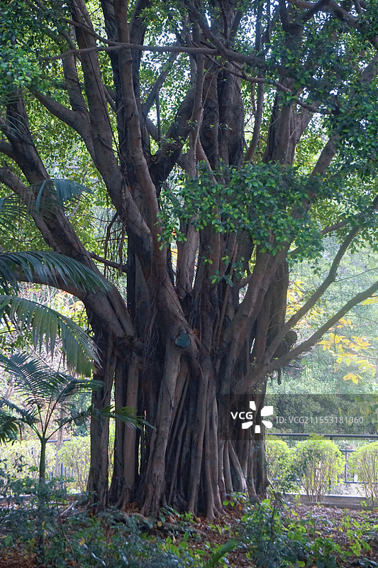 三水森林公园图片素材