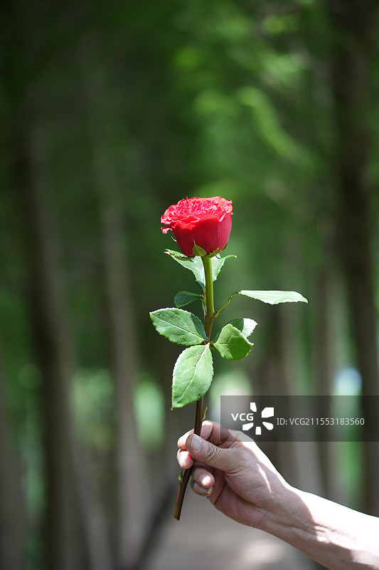 红玫瑰特写，情人节概念图片素材