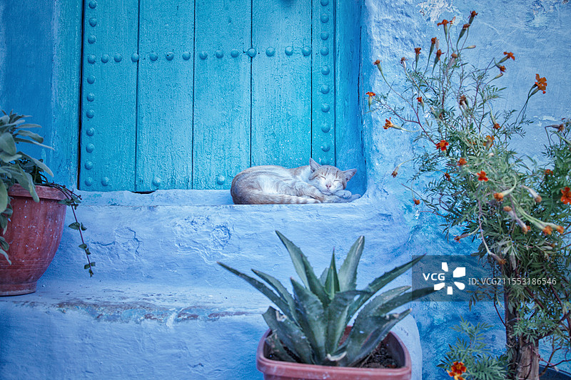 摩洛哥舍夫沙万Chefchaouen世界著名蓝色小镇街头睡觉的猫咪图片素材
