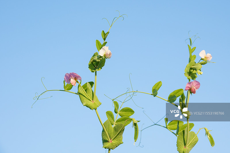 蓝天下的豌豆花、叶子和豌豆（荷兰豆、雪豆、麦豆、毕豆、回鹘豆、耳朵豆）图片素材