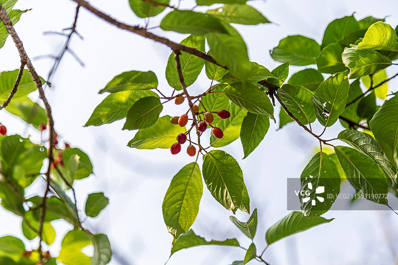 樱桃红了图片素材