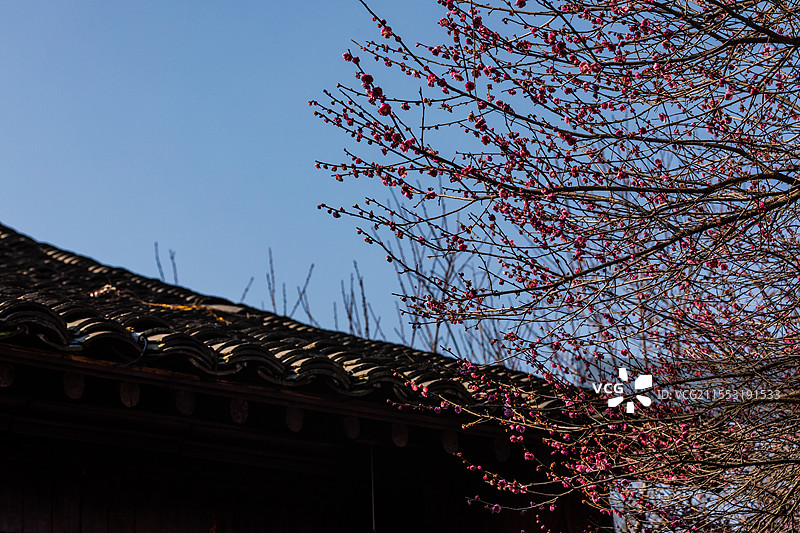 杭州西溪湿地探梅图片素材