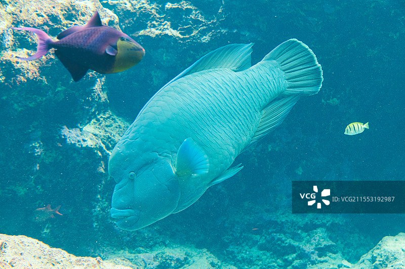 日本冲绳美丽海水族馆，一条蓝色苏眉鱼图片素材