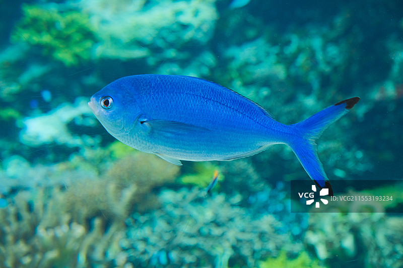 日本冲绳美丽海水族馆，蓝鳍雀鲷图片素材