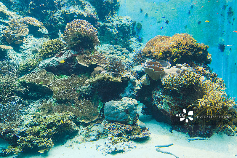 日本冲绳美丽海水族馆，海底珊瑚礁图片素材