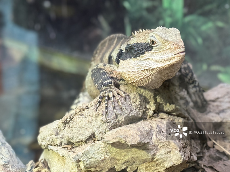 巨大蜥蜴图片素材