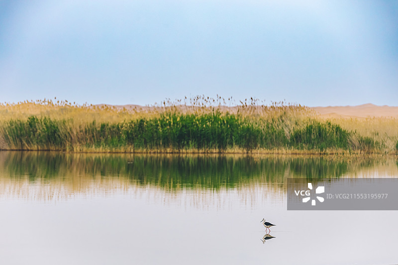 沙漠绿洲图片素材