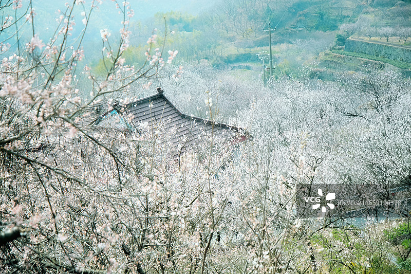 浙江余姚悬岩村樱桃花樱花图片素材