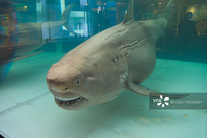 日本冲绳美丽海水族馆，大白鲨标本图片素材