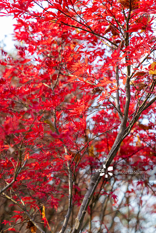 南京 栖霞山  秋景图片素材