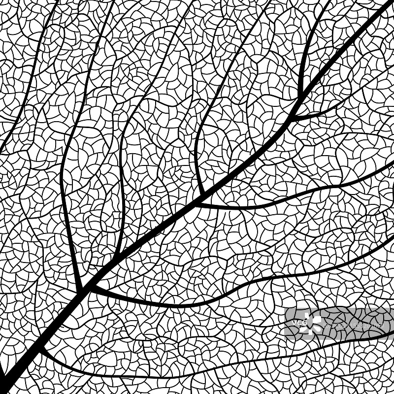 特写的绿色叶子纹理，细节复杂图片素材