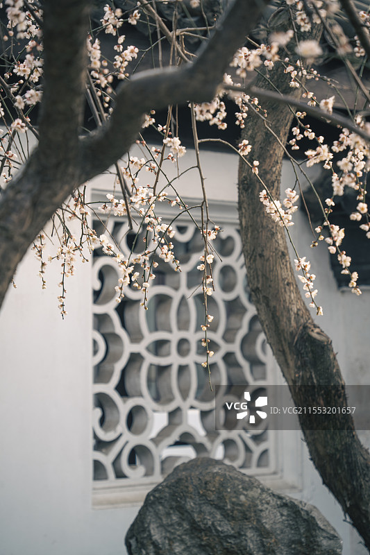 上海梅园公园的古今同款和梅花图片素材