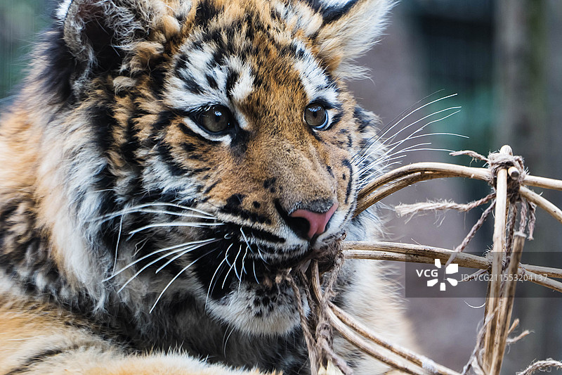 上海动物园网红小老虎红糖图片素材