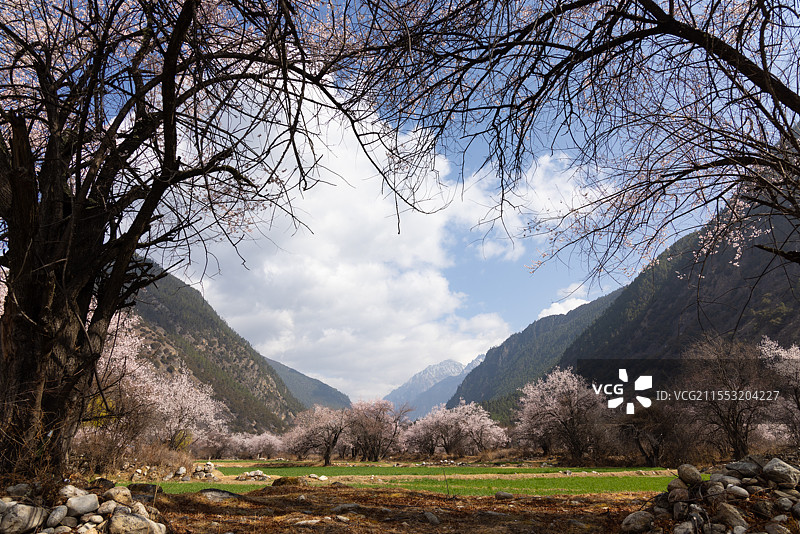 西藏林芝桃花图片素材
