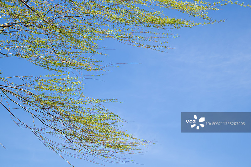 春日晴朗蓝天下柳枝随风飞舞图片素材