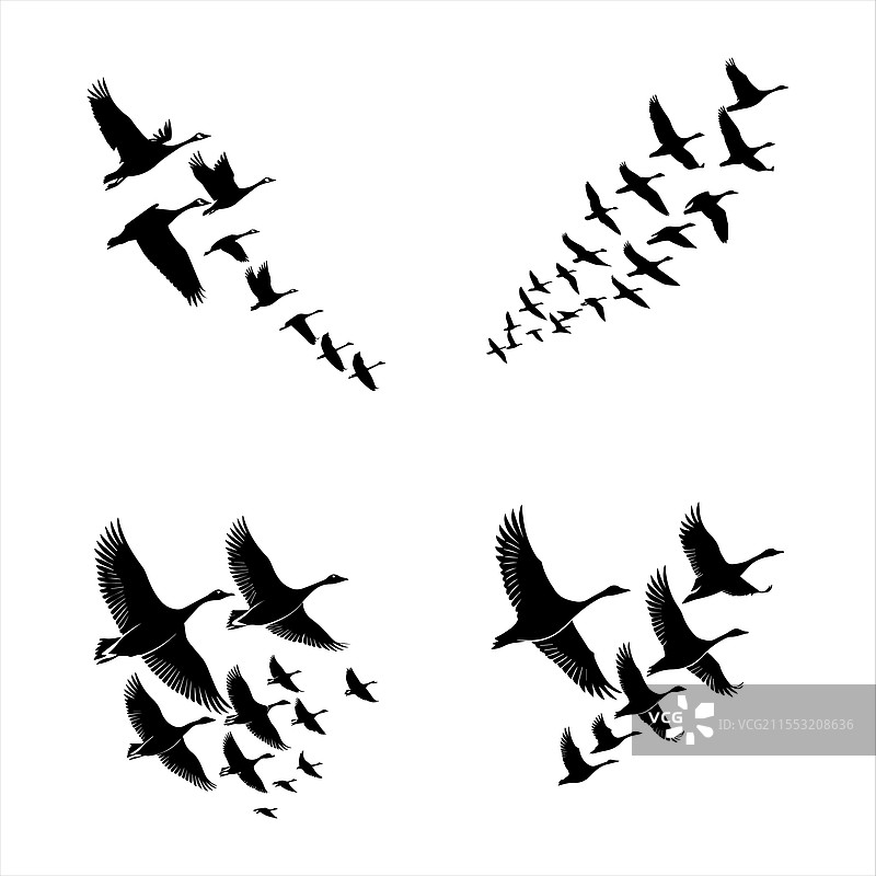 一群飞翔的鹅图片素材