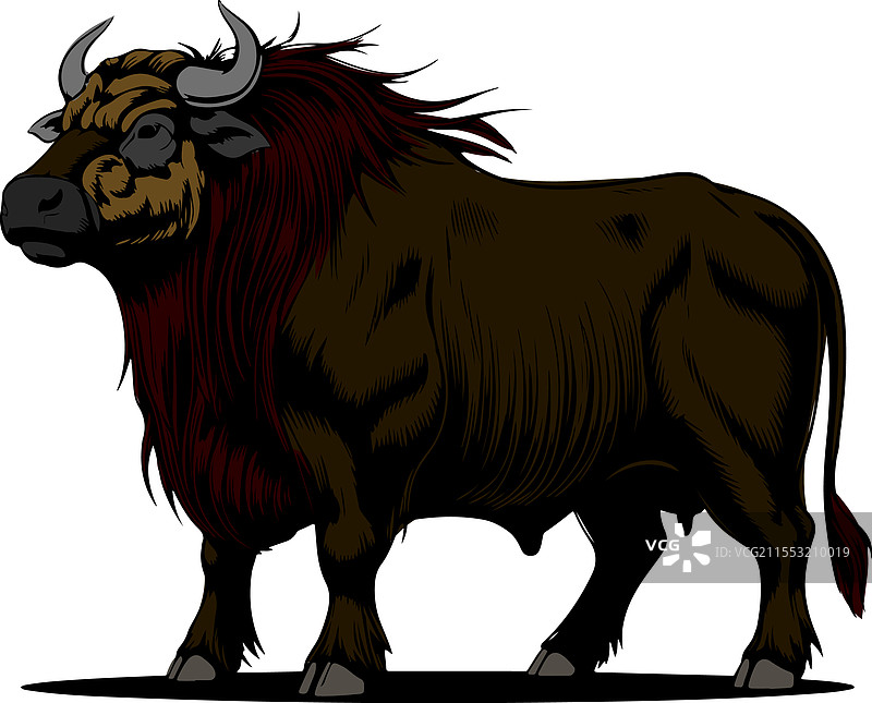 一头巨大的牛图片素材