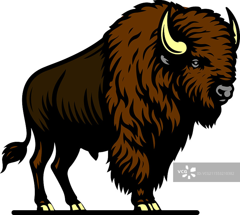 一只可爱的野牛图片素材