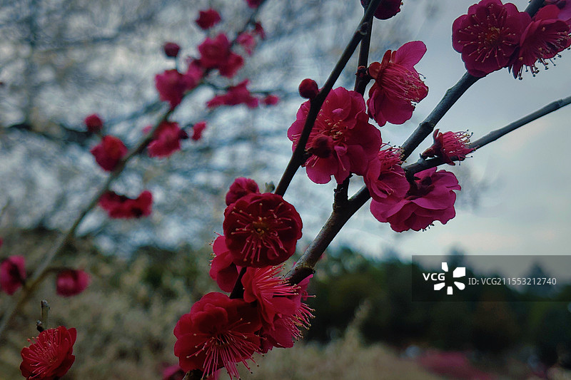 墨梅，苏州光福古镇香雪海春天梅花图片素材