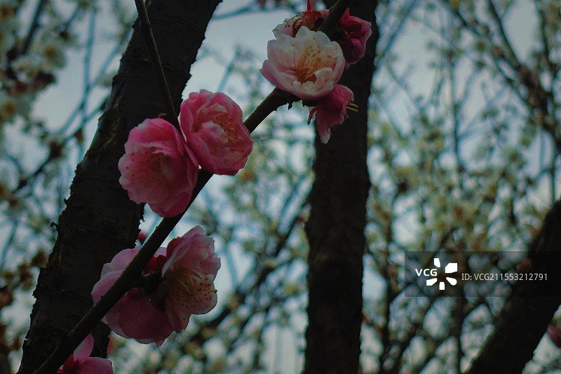 鸳鸯梅，苏州光福古镇香雪海春天梅花图片素材