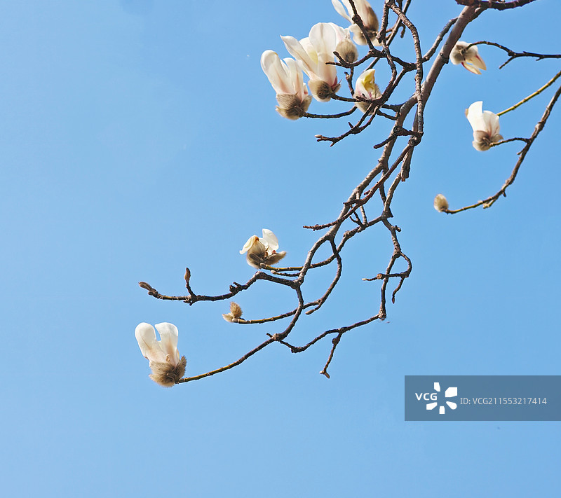 这是今年拍到的第一株玉兰花，在护城河边游览看到一棵白玉兰花绽放了，洁白如雪，虽不鲜艳，但很美丽优雅。图片素材