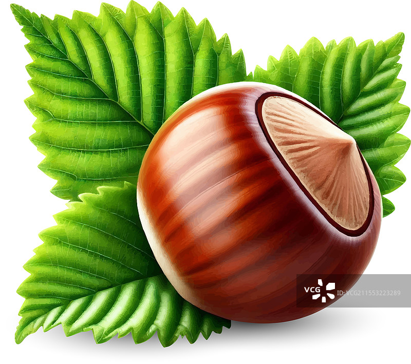 榛子与叶子图片素材