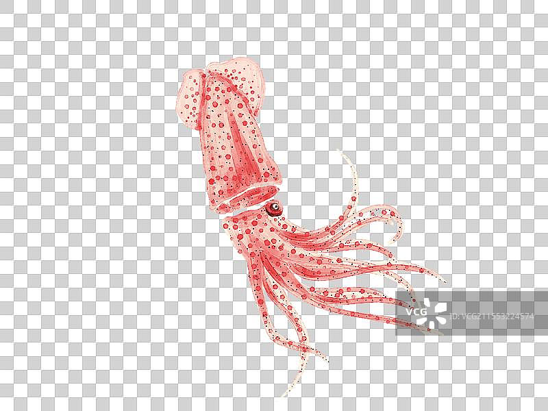 一只红色乌贼图片素材