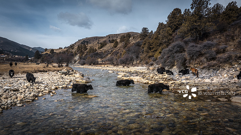 川西理塘格聂南线则巴村的牦牛群图片素材